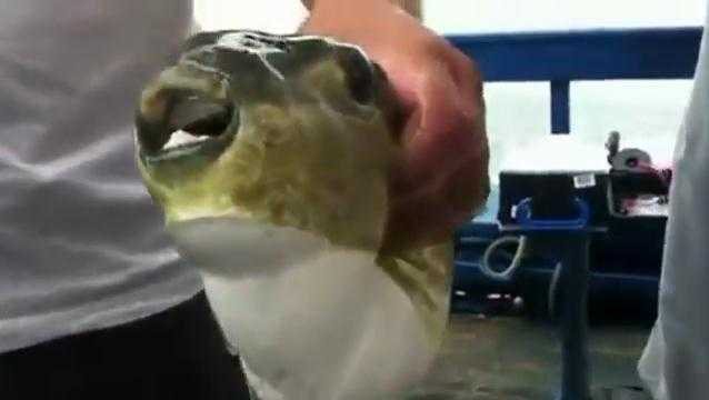 Kinh hoàng loài cá cắn đứt cả kim loại