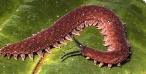 Video: Sâu 'mù' phun dịch đóng băng con mồi