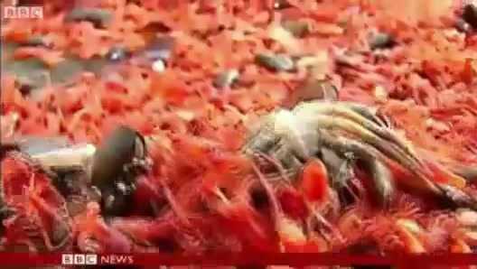 Kinh hoàng biển đỏ rực vì tôm cua chết