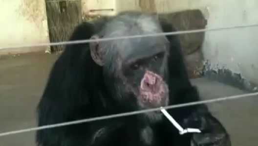 Tinh tinh ở vườn thú lén hút thuốc lá như người