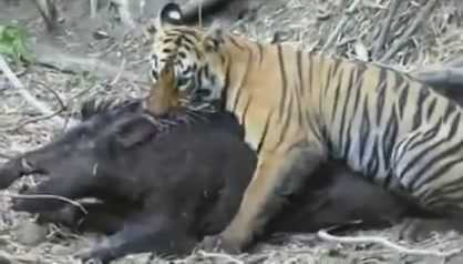 Video: Hổ cái tước đoạt mạng sống lợn rừng