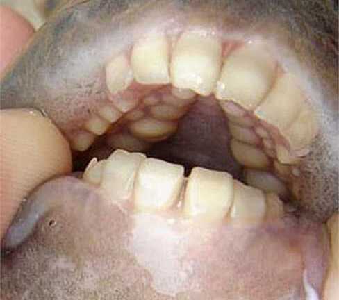 Video: Loài cá kì dị có hàm răng như người