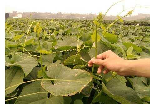 Su su 'tắm' chất kích thích, 1 đêm dài thêm gang tay