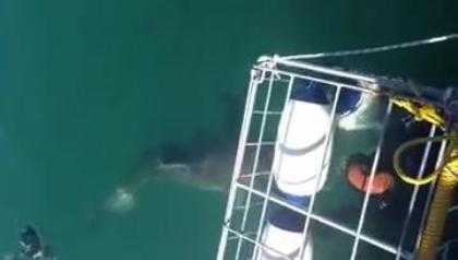 Kinh hoàng cá mập lao vào lồng sắt tấn công người
