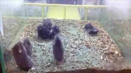 Xem chuột Hamster nhảy Harlem Shake hài chưa từng thấy