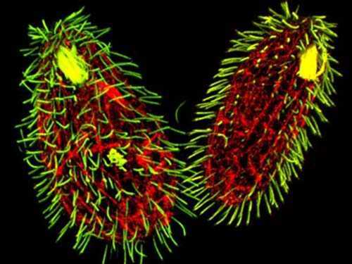 Sinh vật kỳ dị có 7 giới tính