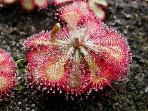 Cây ăn thịt Drosera đẹp mê hồn ngấu nghiến con mồi