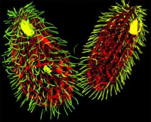 Video về sinh vật kỳ dị có tới 7 giới tính