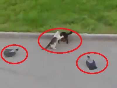 Clip: Mèo đánh nhau, bồ câu cổ vũ