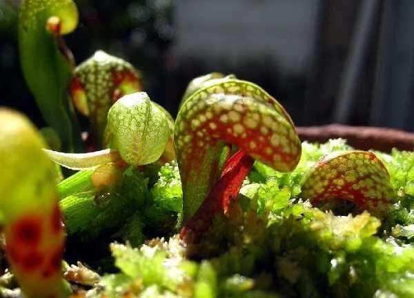 Clip: Nắp ấm hổ mang quyến rũ con mồi đến chết