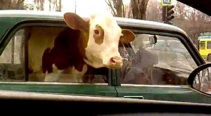 Bò đi ô tô gây xôn xao đường phố Nga