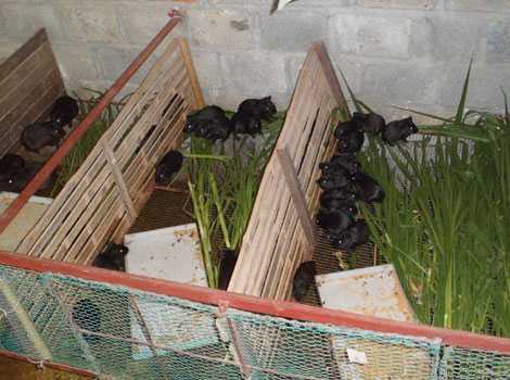 'Chết' vì chồn nhung đen: Nhà chức trách lên tiếng