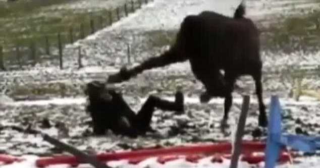 Clip: Ngựa hiếu chiến đá rách mặt thiếu nữ xinh đẹp