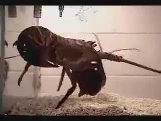 Tôm hùm tấn công, thỏ biển tung tuyệt chiêu bịt lỗ mũi