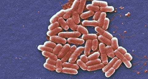 Chỉ vì ăn rau: 4 người chết, 96 người nhập viện