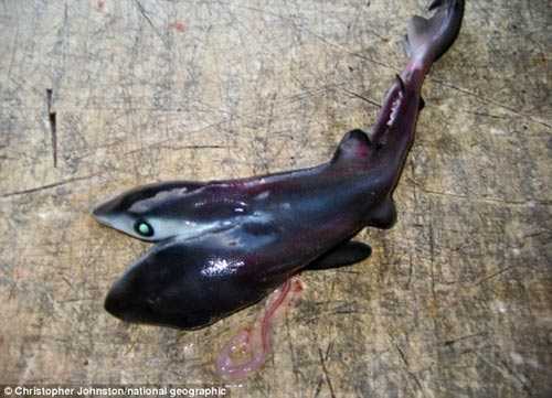 Phát hiện cá mập xanh hai đầu