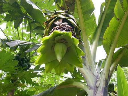 Chuyện lạ lùng về ‘cây chuối cô đơn’ dùng chữa bệnh