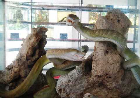 Bí ẩn cặp rắn khổng lồ tịnh tu ở ngôi chùa cổ