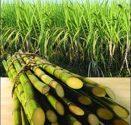 Bạn sử dụng bột ngọt sao cho đúng cách?