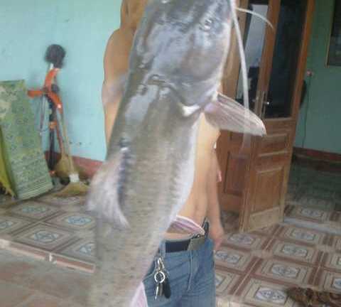 Đại gia chi trăm triệu săn 'thủy quái' làm mồi nhậu