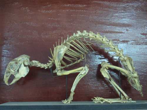 Lạ lùng thú chơi xương ở Việt Nam