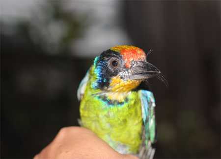 Chim lạ nhiều màu sắc, nghi là chim quý
