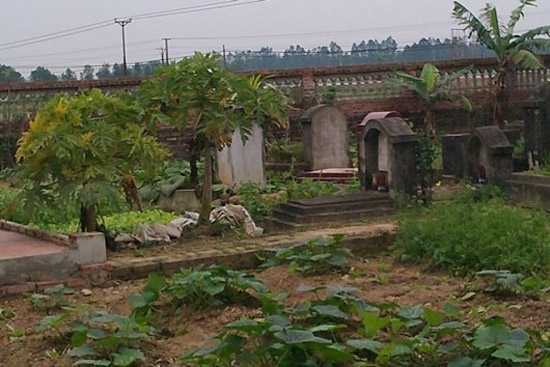 Rùng mình rau sạch trồng trên... nghĩa địa