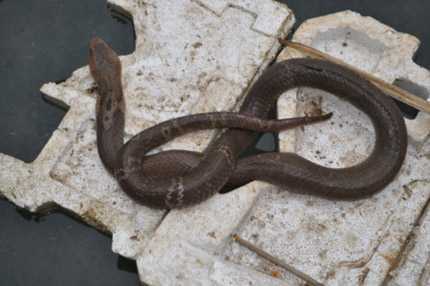 Sự thật về 'thần xà' khiến cả nghìn người khấn vái