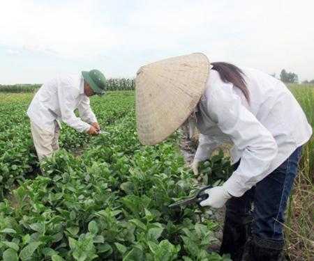 Bỏ gậy golf giám đốc về quê cầm liềm cắt cỏ