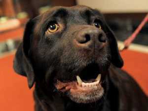 Chồng cắn chó để cứu vợ