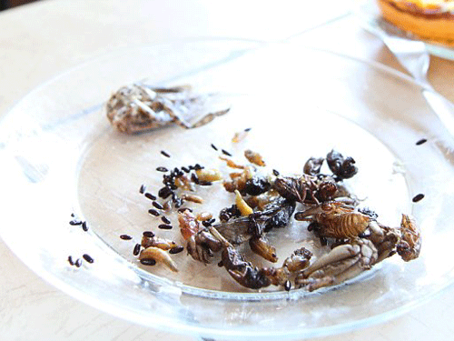 Rùng mình người đàn ông nghiện ăn ruồi, gián