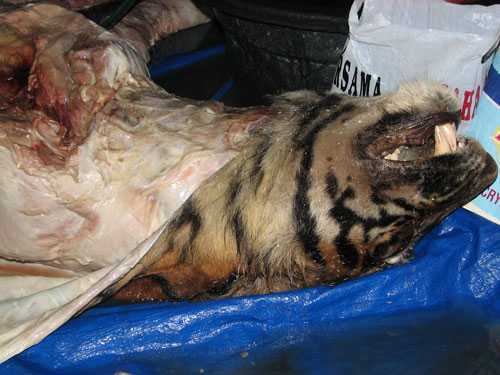 Cao hổ cốt làm từ thuốc phiện và xương chó