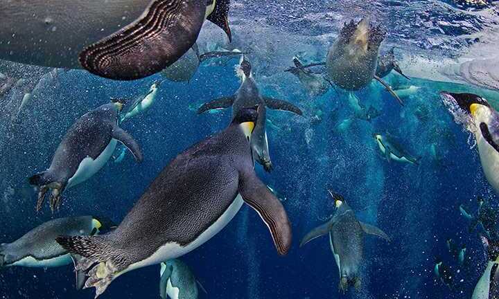 Cuộc chiến sinh tử giữa chim cánh cụt và chim bồ nông