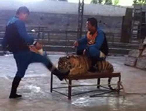 Clip: Nhân viên vườn thú hành hạ hổ dã man