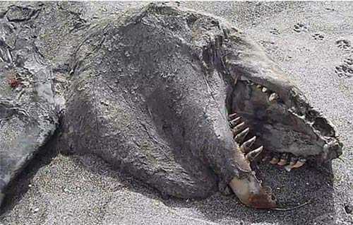 Thời sự 9/5: Quái vật lạ mang đầu khủng long