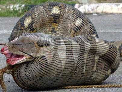 Clip: Trăn khổng lồ vặn mình nuốt chửng cá sấu