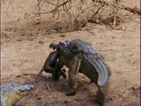 Ác chiến kinh hoàng giữa cá sấu và khỉ mẹ giành lại con