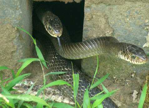 Thâm nhập ‘thánh địa’ của mãng xà ở Tây Bắc