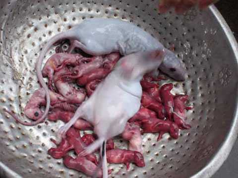 Nhai rau ráu chuột bao tử, quý ông 'nổi sung'