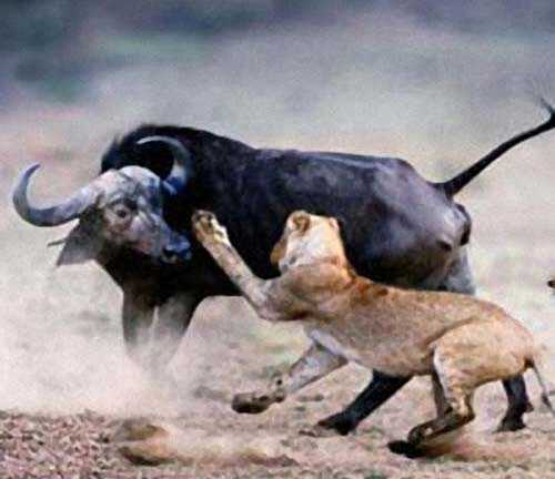 Clip: Sư tử cái rình rập, xơi tái nghé rừng