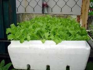 Trồng rau trên mái nhà giành 'vàng' quốc tế