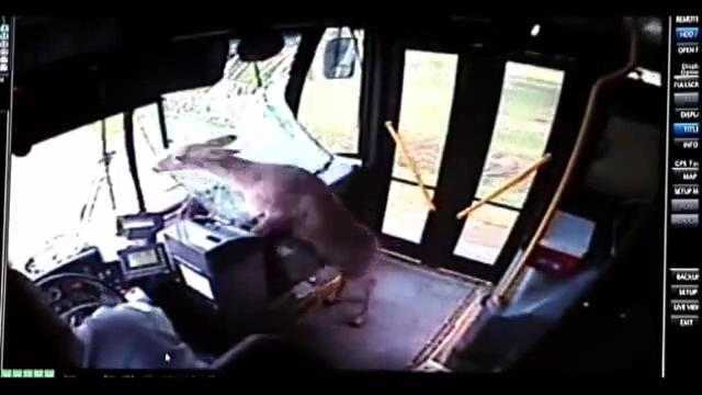 Clip: Hươu húc thủng kính, nhảy nhót náo loạn xe buýt