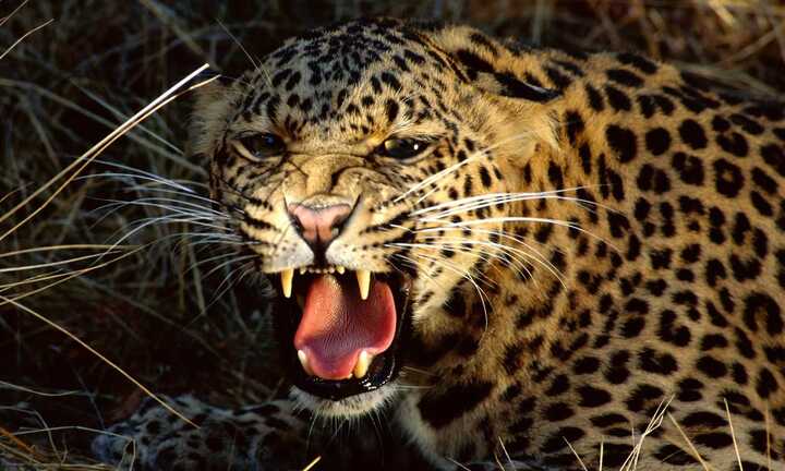 Không rình được ngựa vằn, báo giận dữ xơi tái hươu con