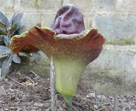 Đã xác định được cây hoa lạ ở Thái Bình