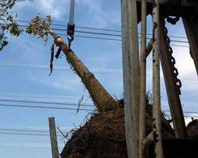 Mất điện toàn miền Nam chỉ do lái xe cẩu?