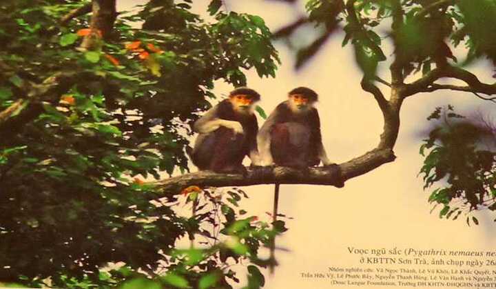Hình ảnh 'độc' về voọc quý hiếm ở Đà Nẵng