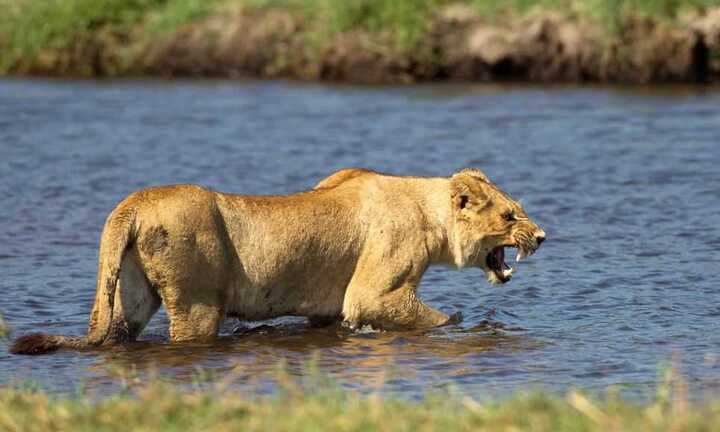 Clip: Cá sấu 'thương lượng', chia sẻ mồi ngon với sư tử