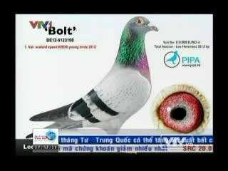 Ngắm con bồ câu 8 tỷ 'độc nhất vô nhị' thế giới