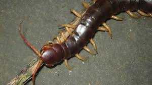 Clip: Rết khổng lồ ác chiến rắn độc