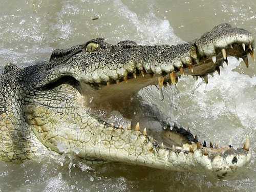 Clip: Cá sấu làm thịt rắn hổ mang